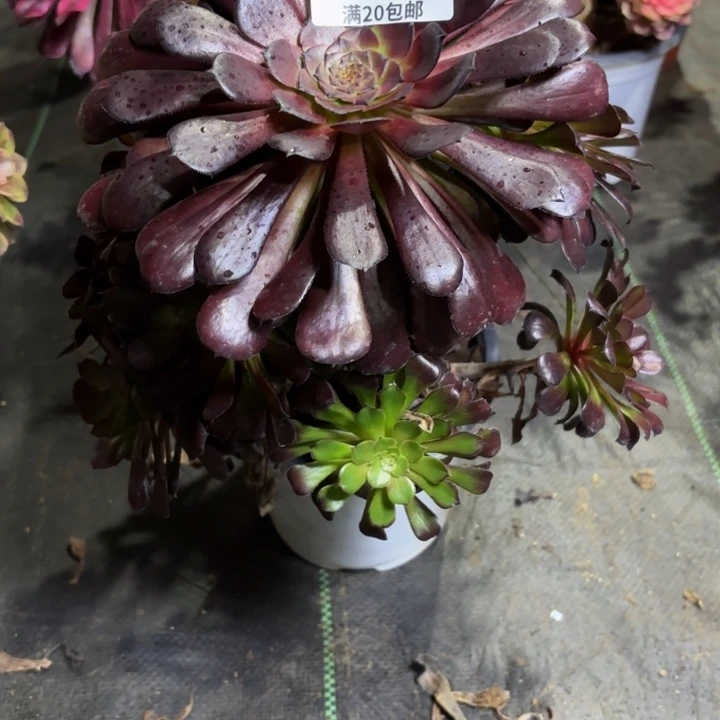 瑞妈一物一拍892