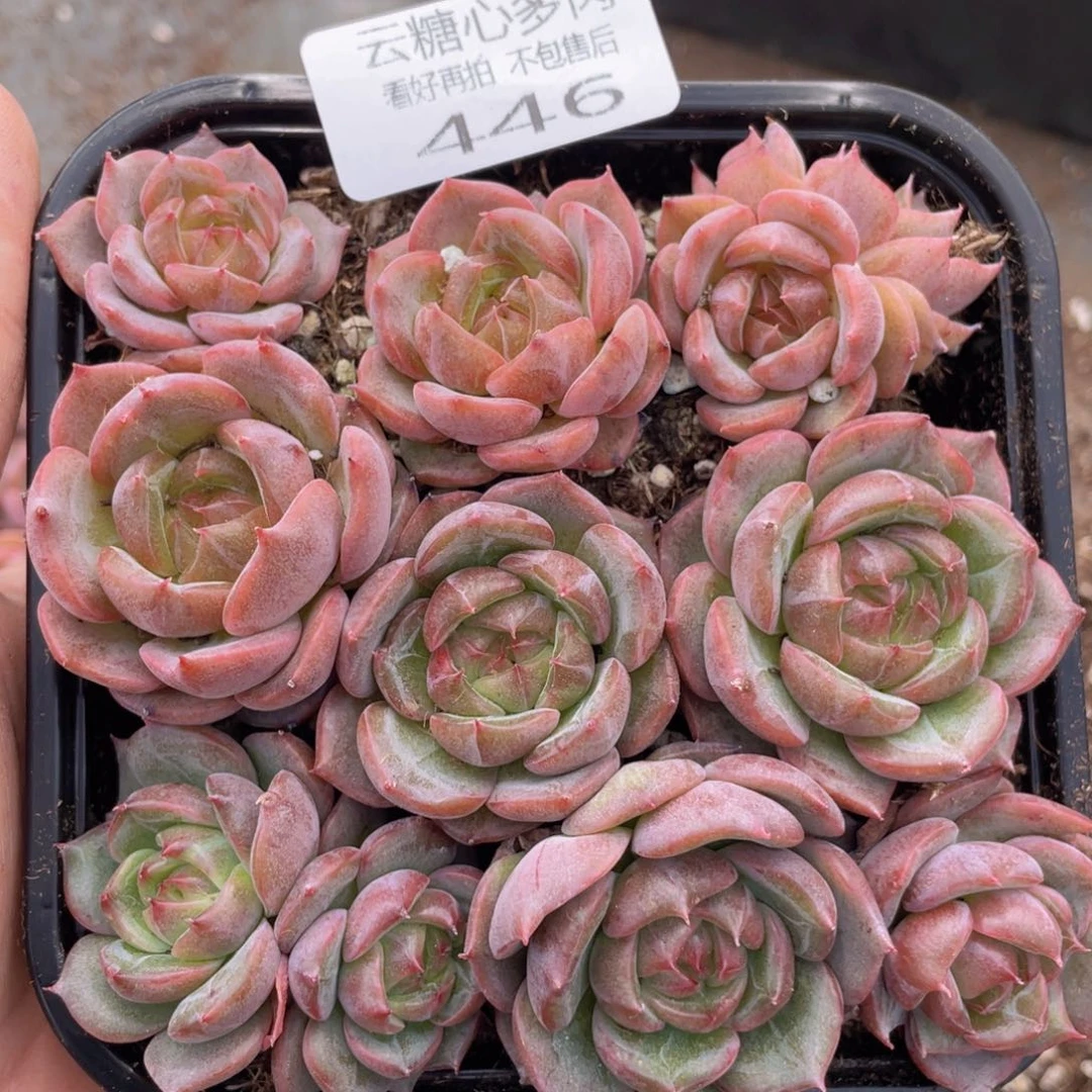 云糖心多肉植物446