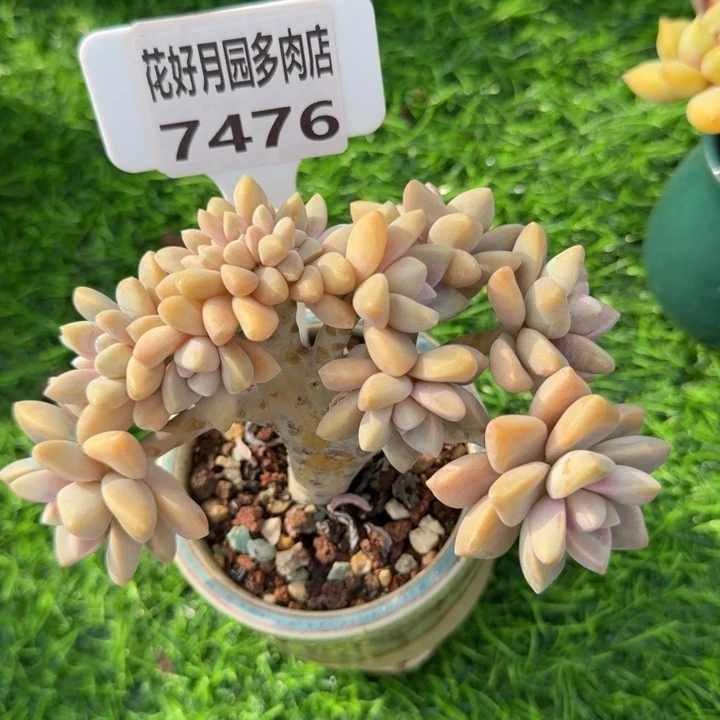 依*多肉植物7476带盆