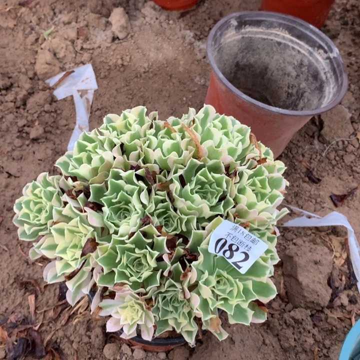 082白凤绣球4号棚