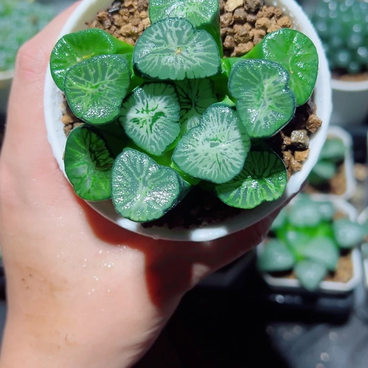 翡翠龙万象多肉植物