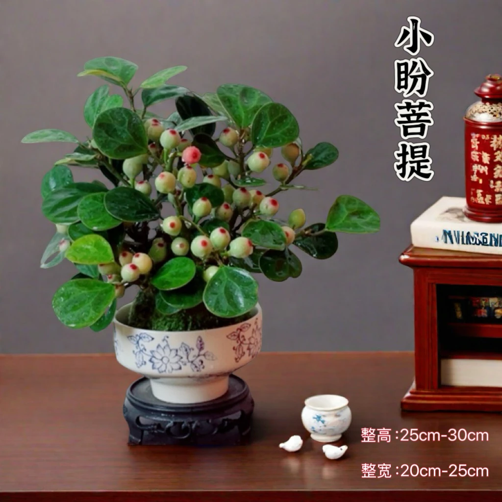 小盼菩提苔藓球带果书桌茶桌办公桌室内盆栽室内好养花卉绿植盆景