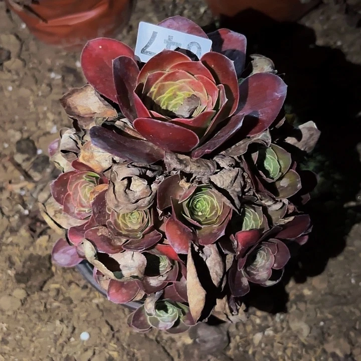 647魅金多肉植物不售后