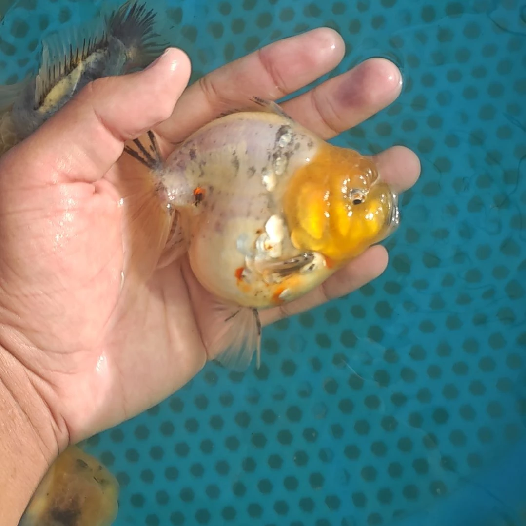 水墨将军泰狮金鱼将军