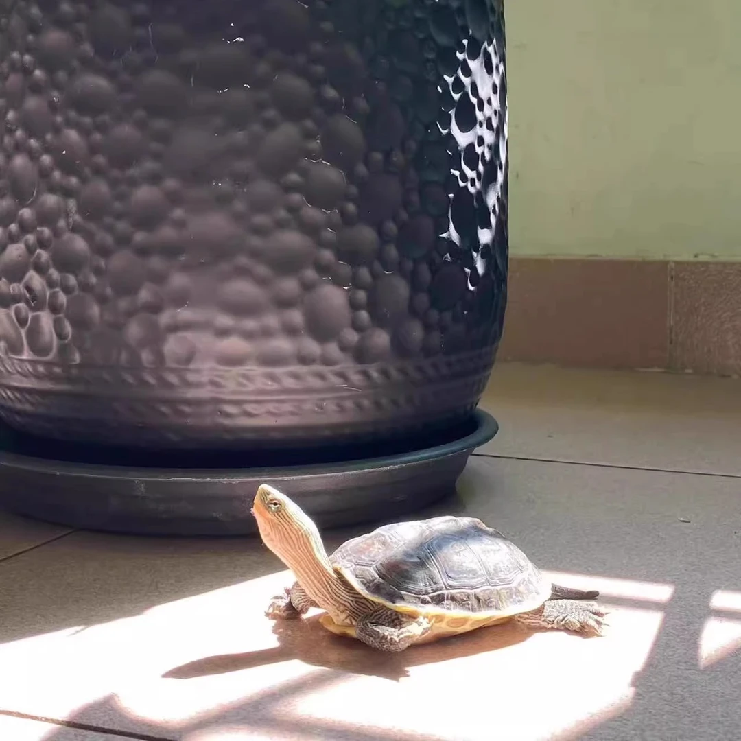 珍珠龟送龟粮乌龟饲料养龟宠物龟水龟公母龟龟直播