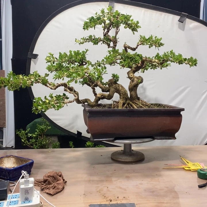 无花朵黄杨木雕作品欣赏