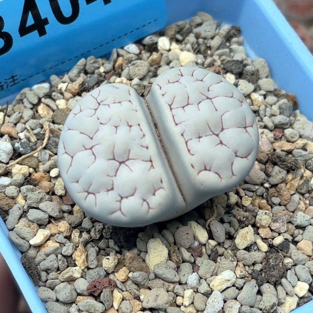 4043白底凹凸189一颗