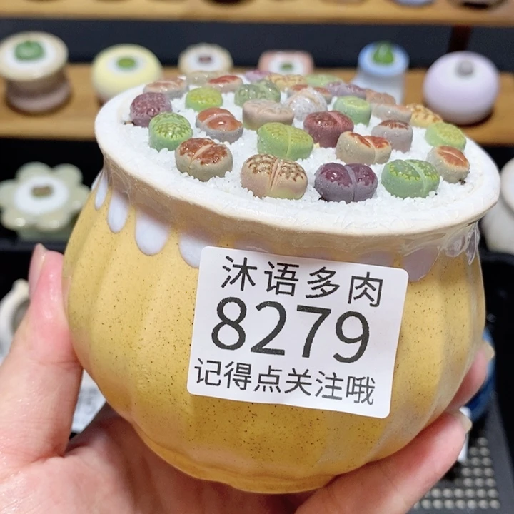 带盆土植物 精美盆栽8279