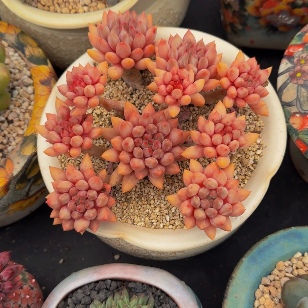 红蜻蜓 老桩  一物一拍