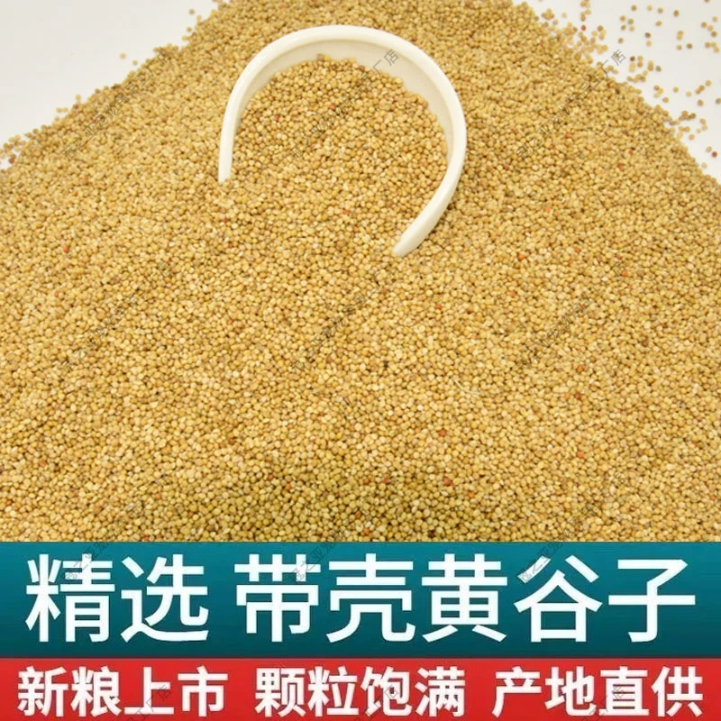 虎皮鹦鹉鸟粮饲料中小型鸟食玄凤谷子牡丹文鸟带壳黄谷子食物粮食