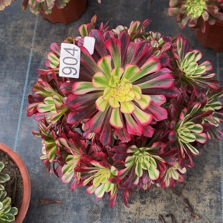 000000000904红通白