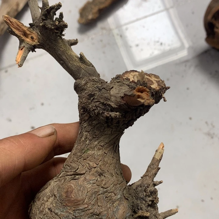 木***店无花朵今天晚上在学校吃饭