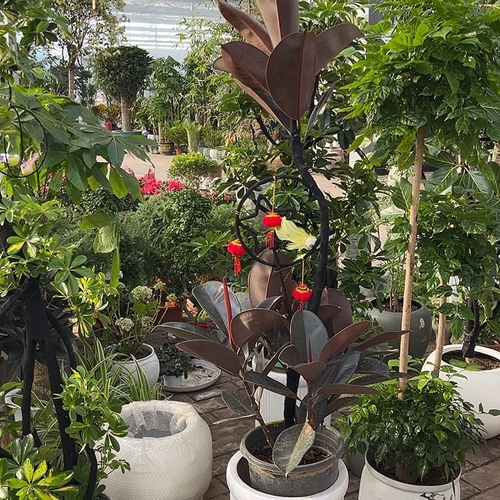 完全开放花陶园艺黑金刚橡皮树