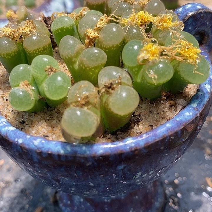 双头樱花风铃1颗。