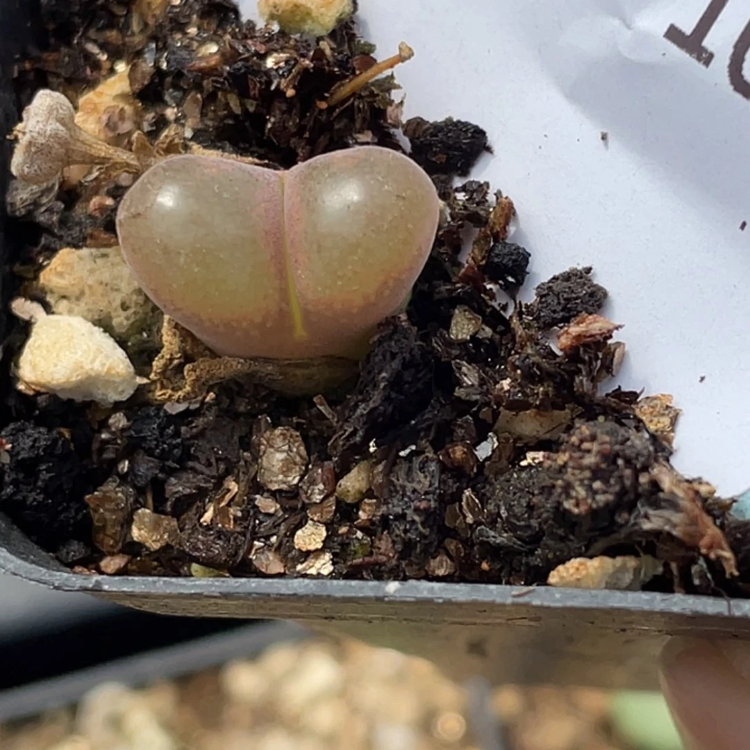 3-109风铃多肉植物