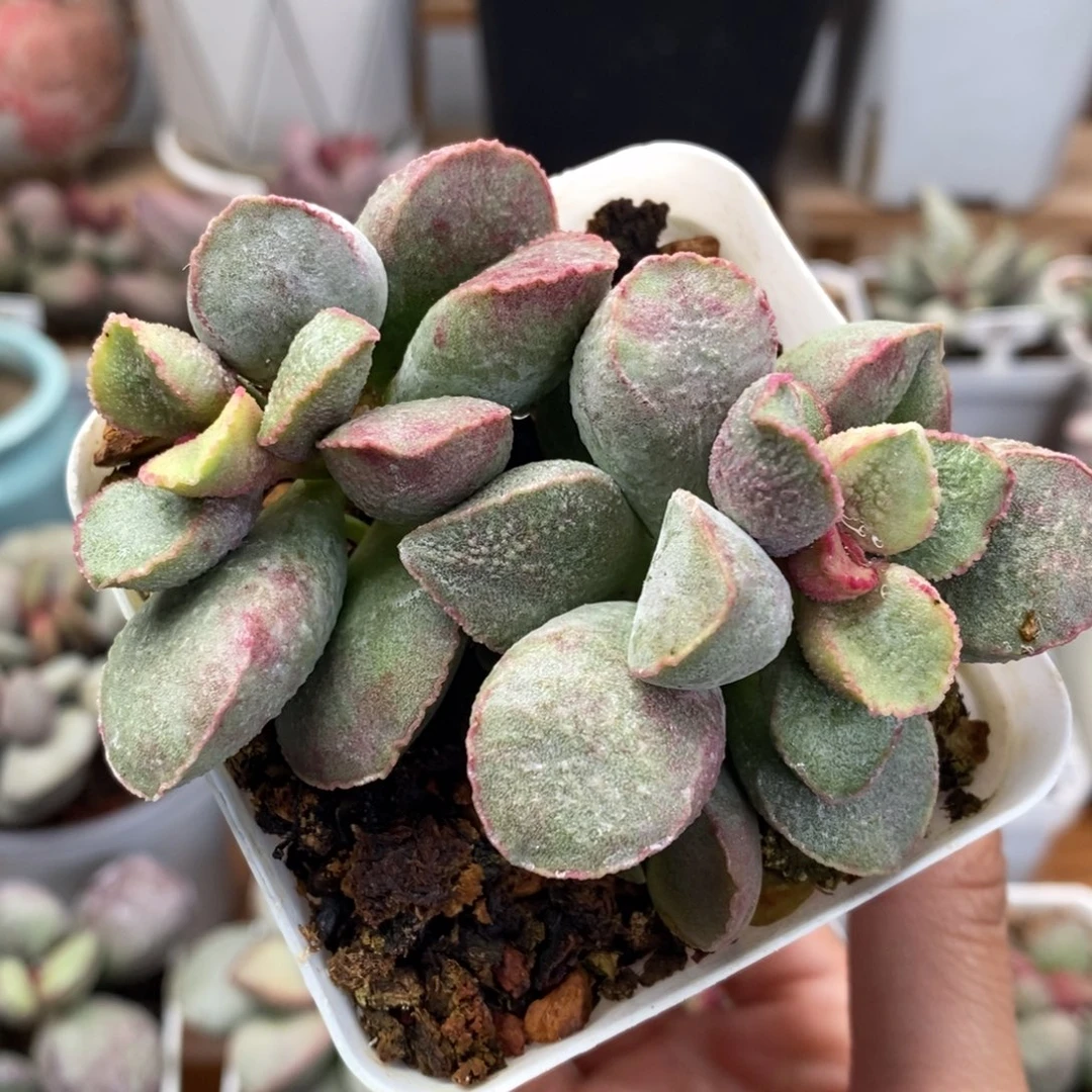 奥雪水泡多肉植物