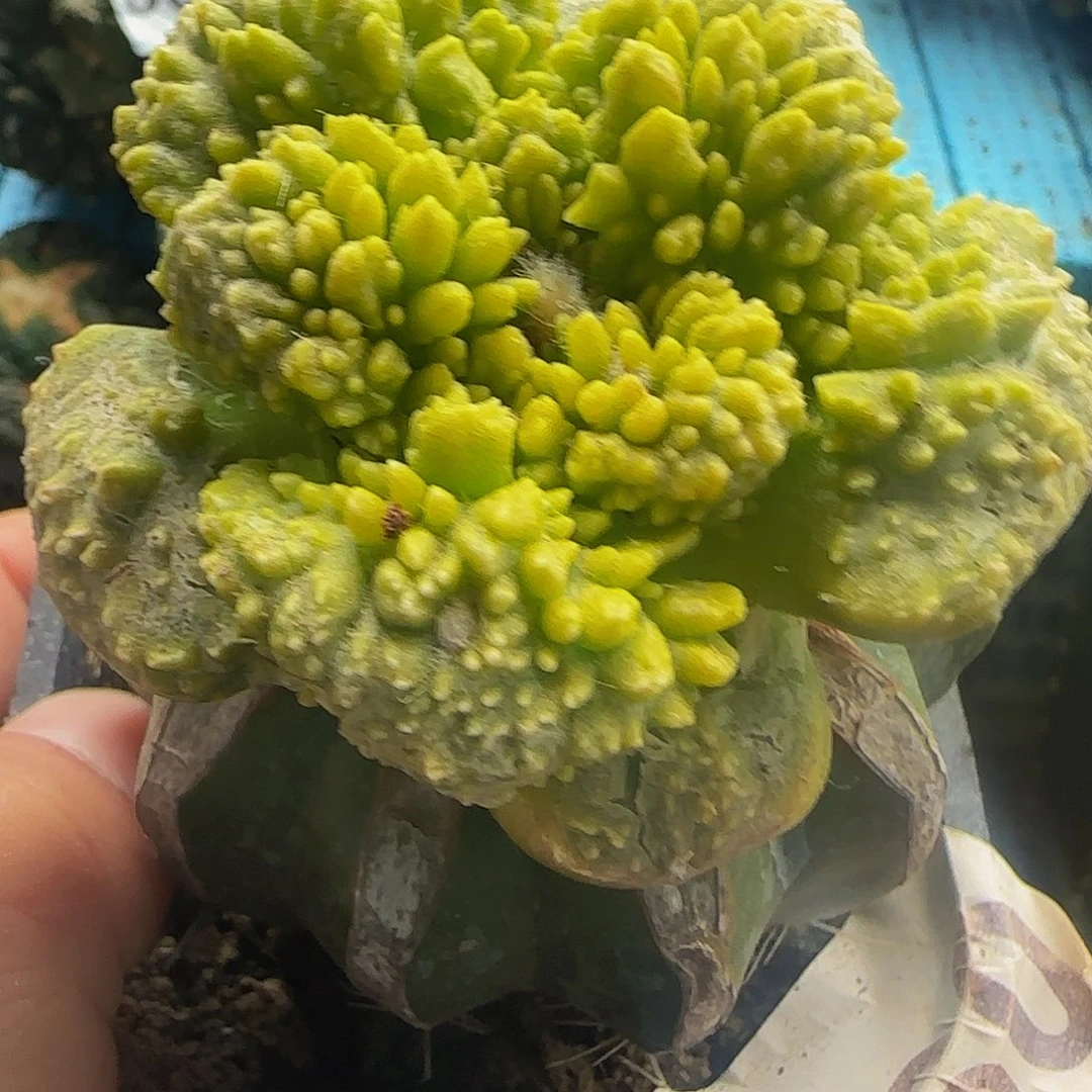 哥怒锦098仙人球开花