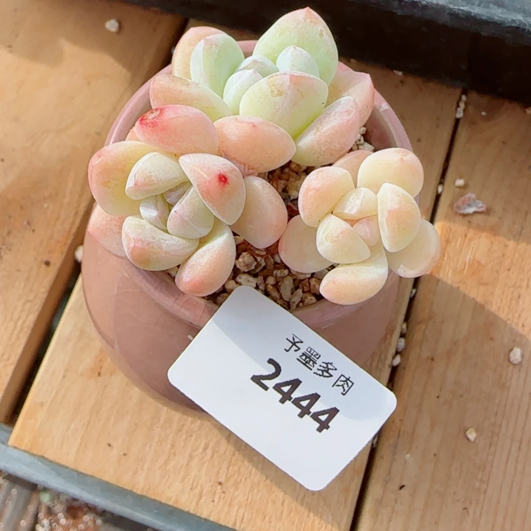 冰玉无砍，2444多肉植物