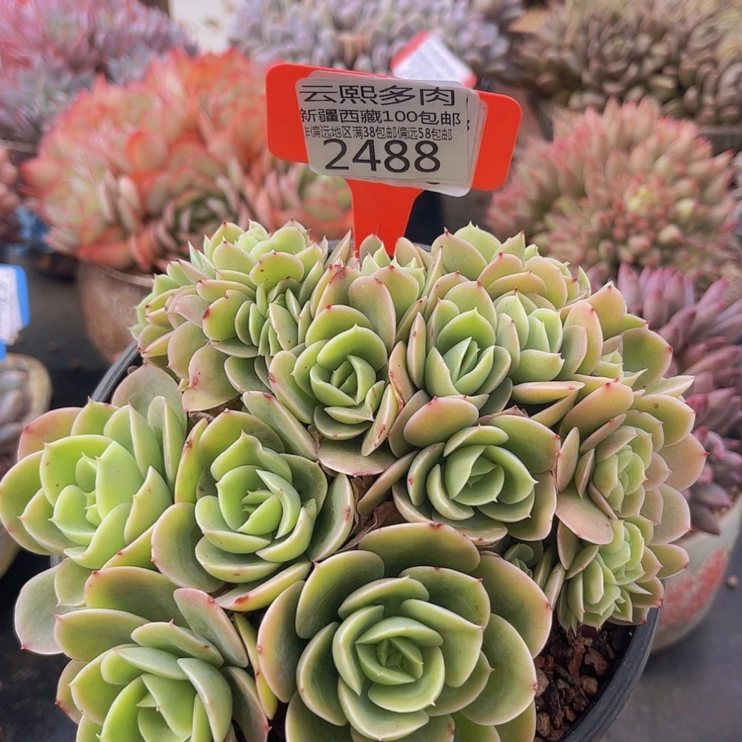 2488星娜塔缀多肉植物