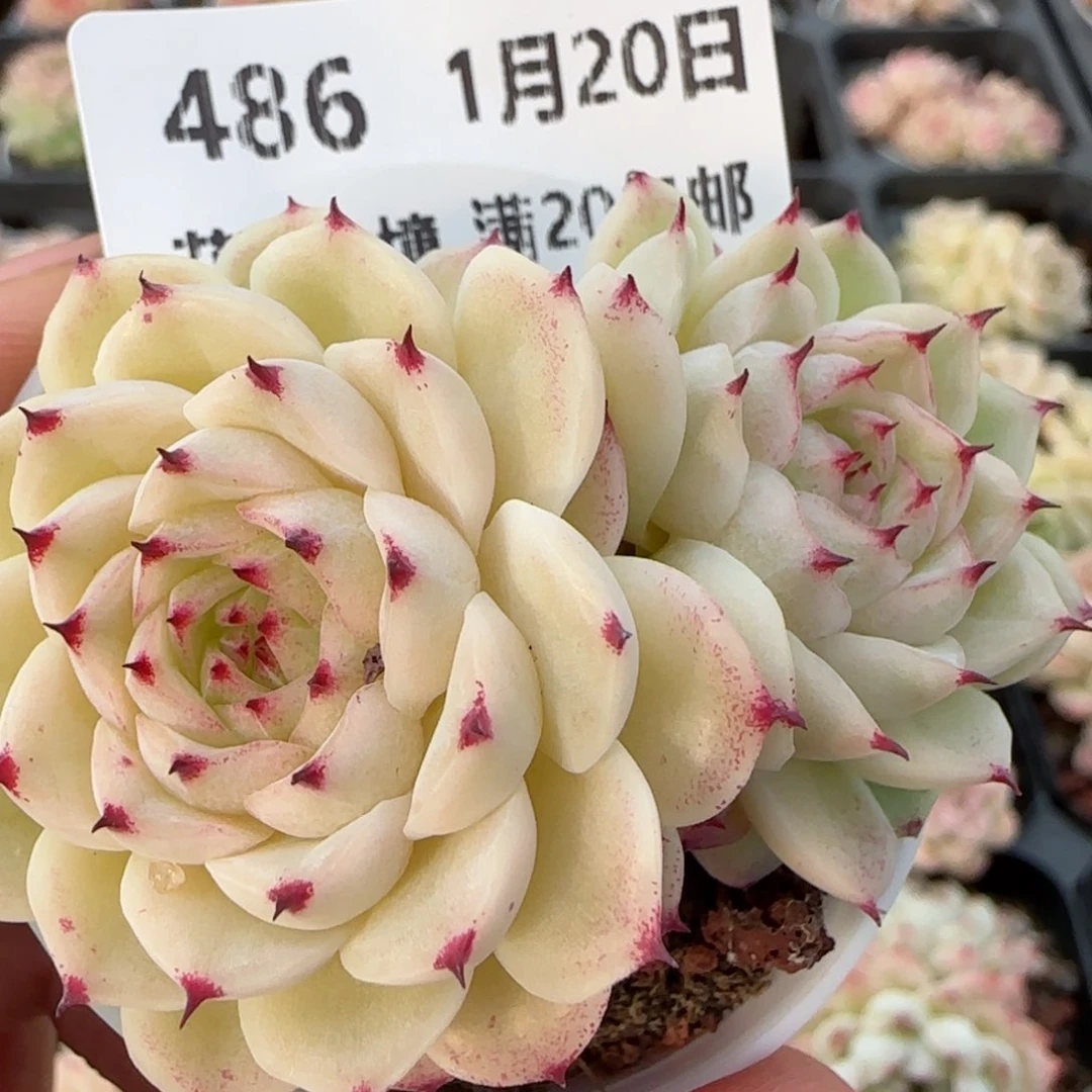 花语逸境0120-486