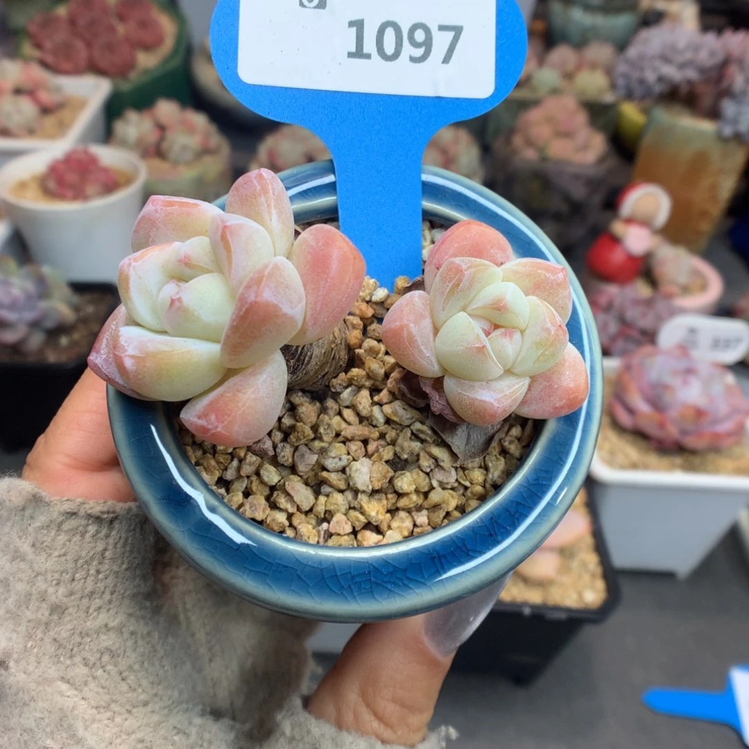 1097粗腿冰玉多肉