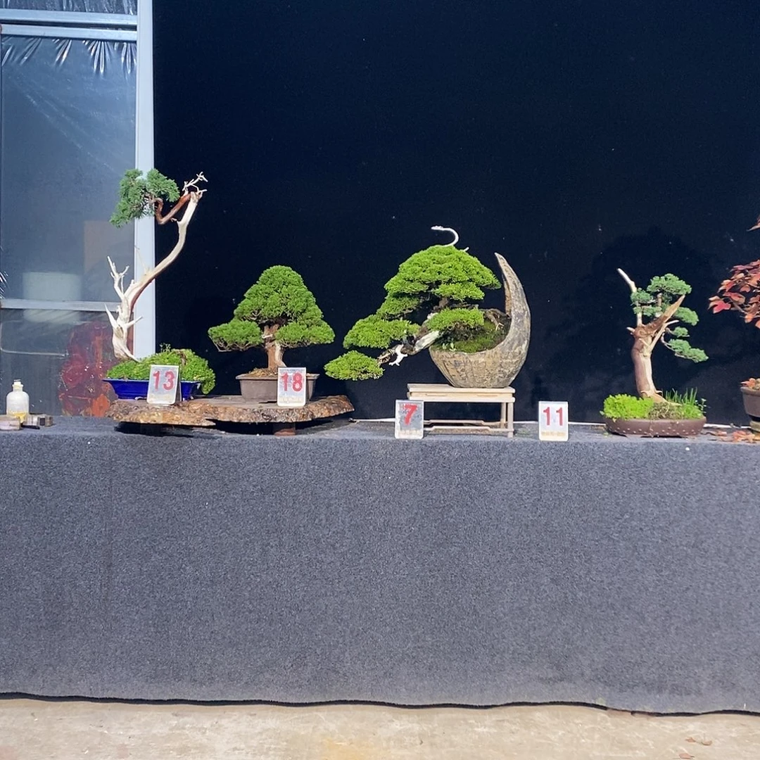 无花朵4颗打包真柏盆景