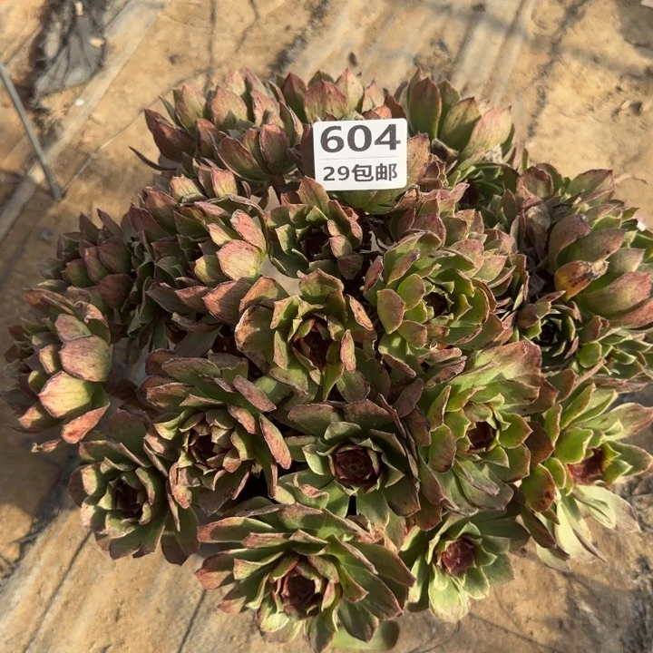 红丝绒……多肉植物的