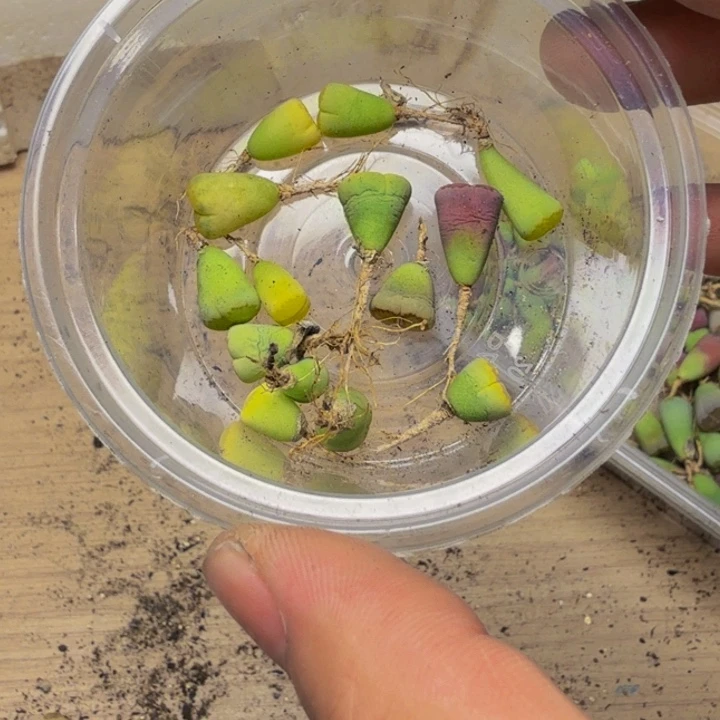 ****2多肉植物的生长发育148