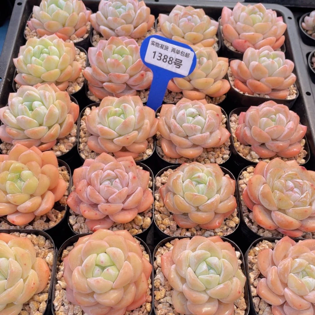 1388号 奶油青春版大白兔单头两个