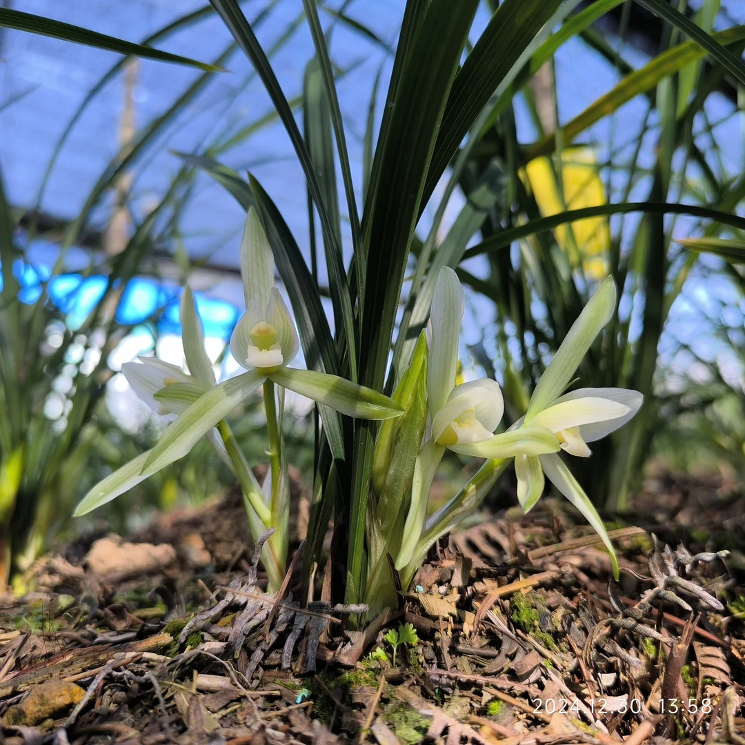 双飞燕（素花）春兰