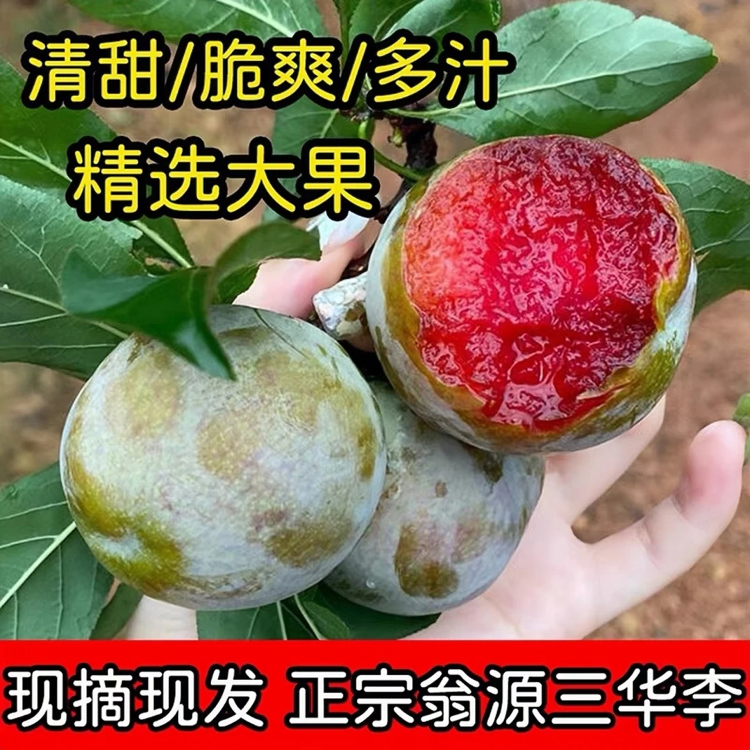 【果园直发】三华李之乡正宗三华李果园新鲜现摘现发清爽脆甜均大果