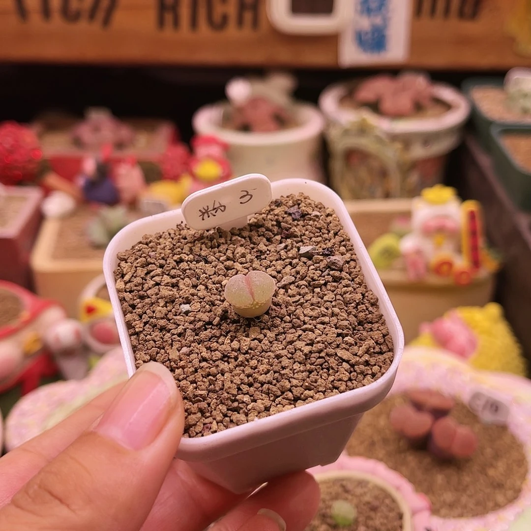 三年粉红女郎可带盆土发货