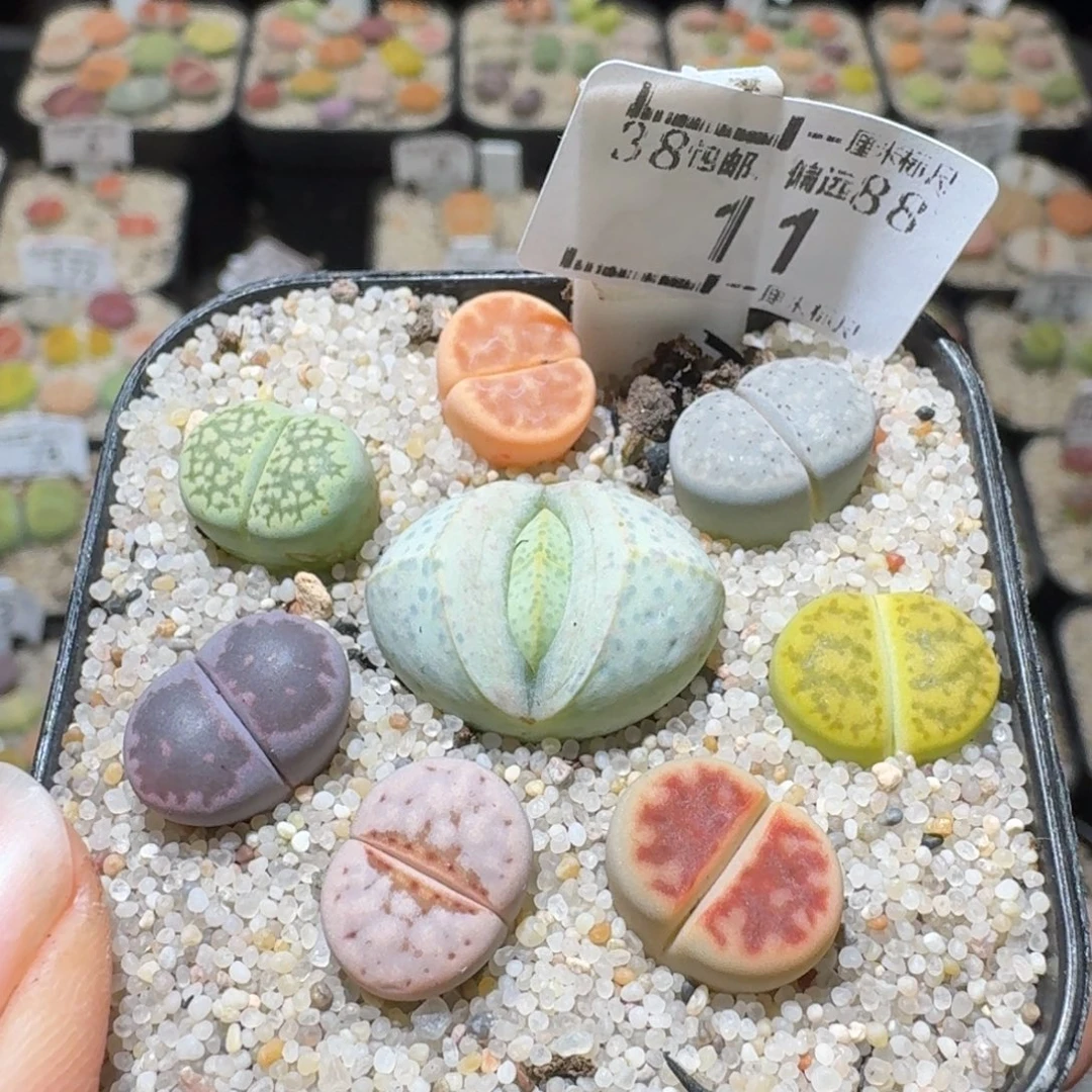 Sss精品便宜清了11