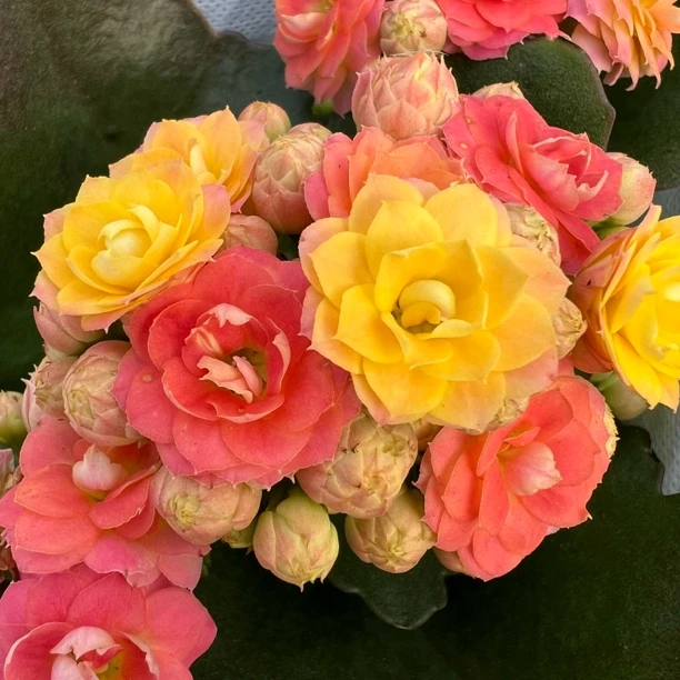 长寿花园～【毛绒二代】120盆 打顶