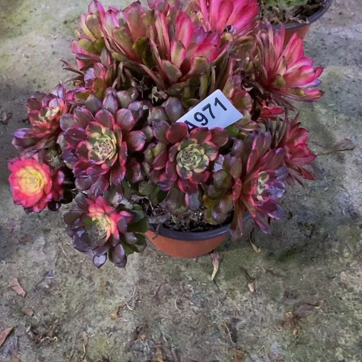 烟花多肉植物971