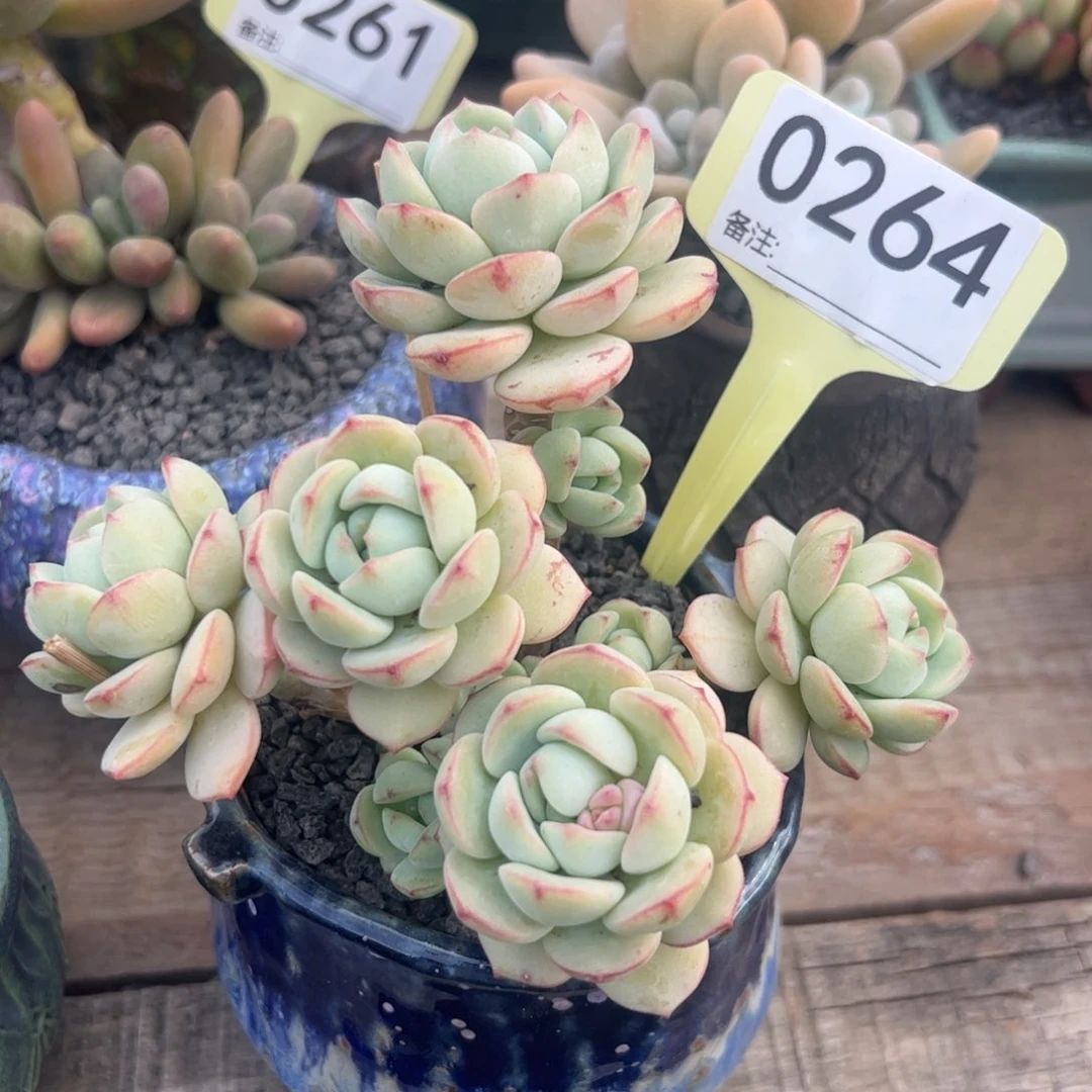 香草群生多肉植物