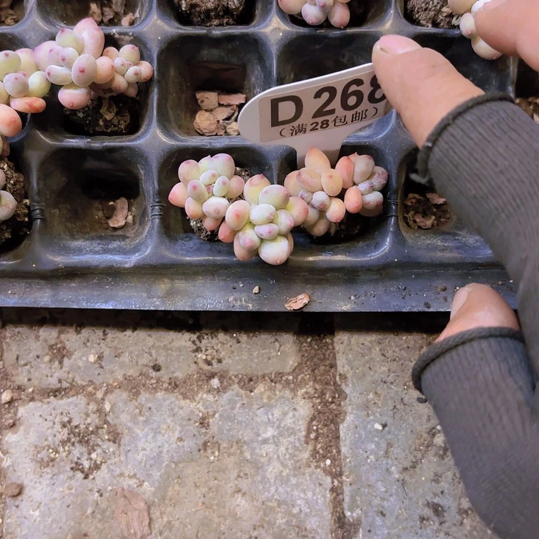 D268四代苹果奶两颗