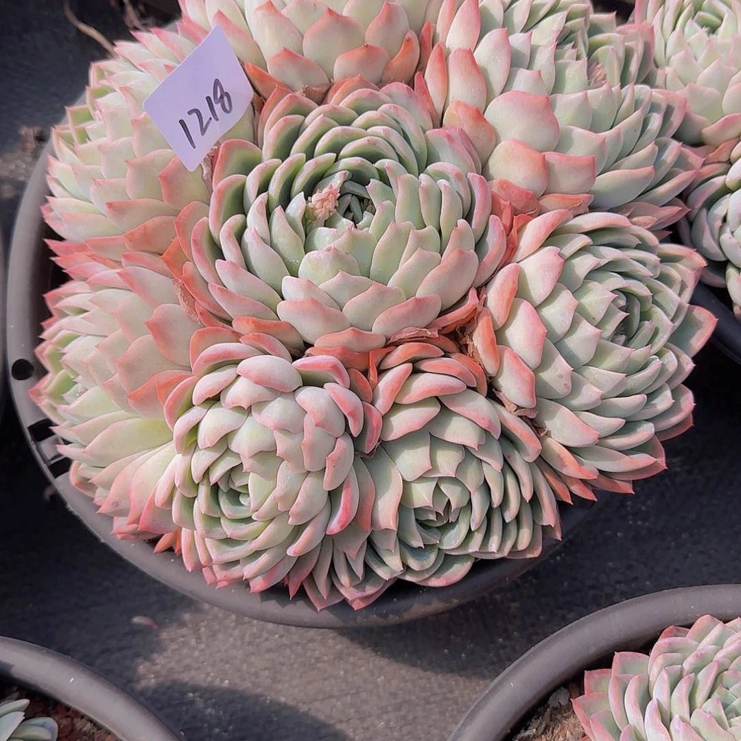 ?****1218莎莎女王多肉