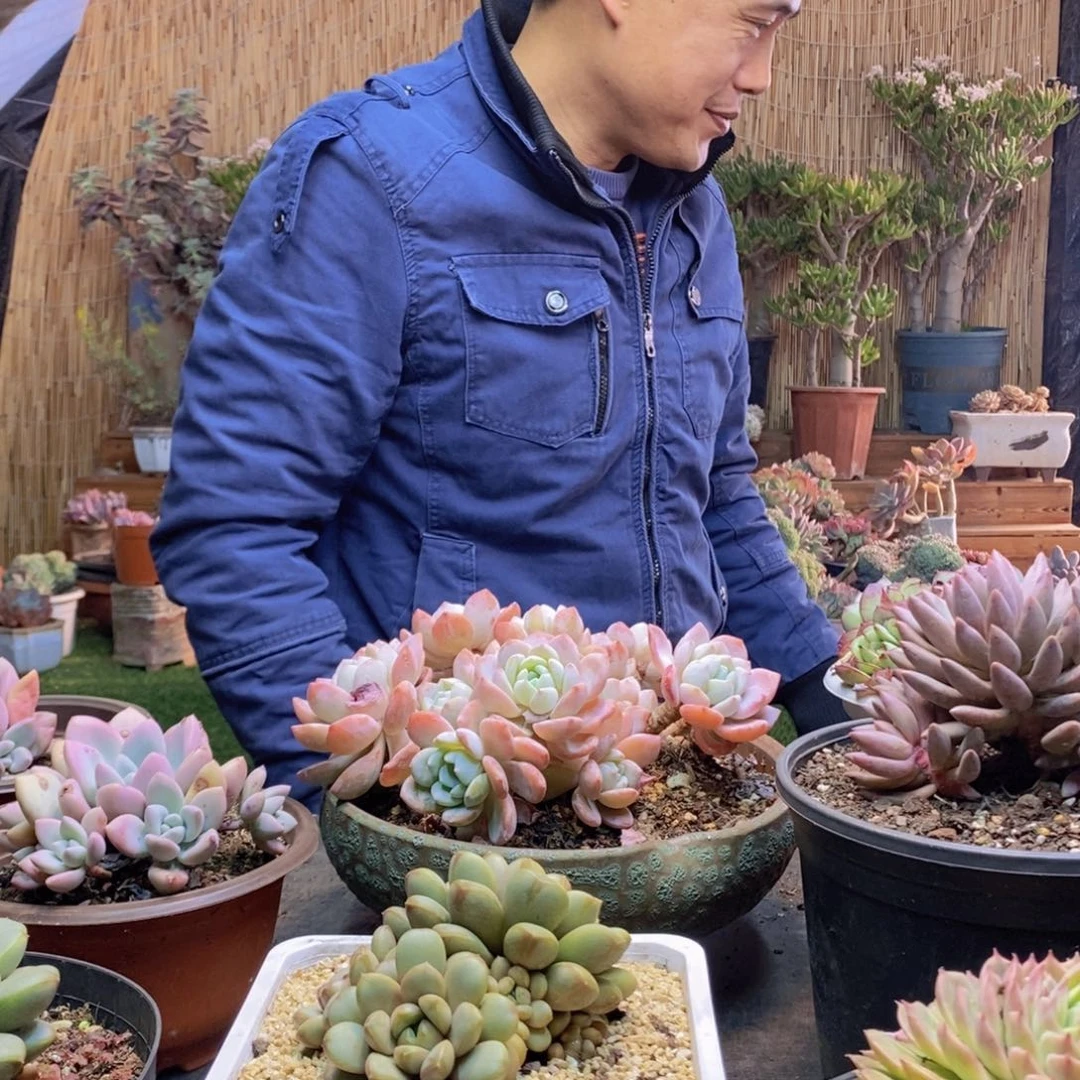 喝***茶15号葡萄多肉植物