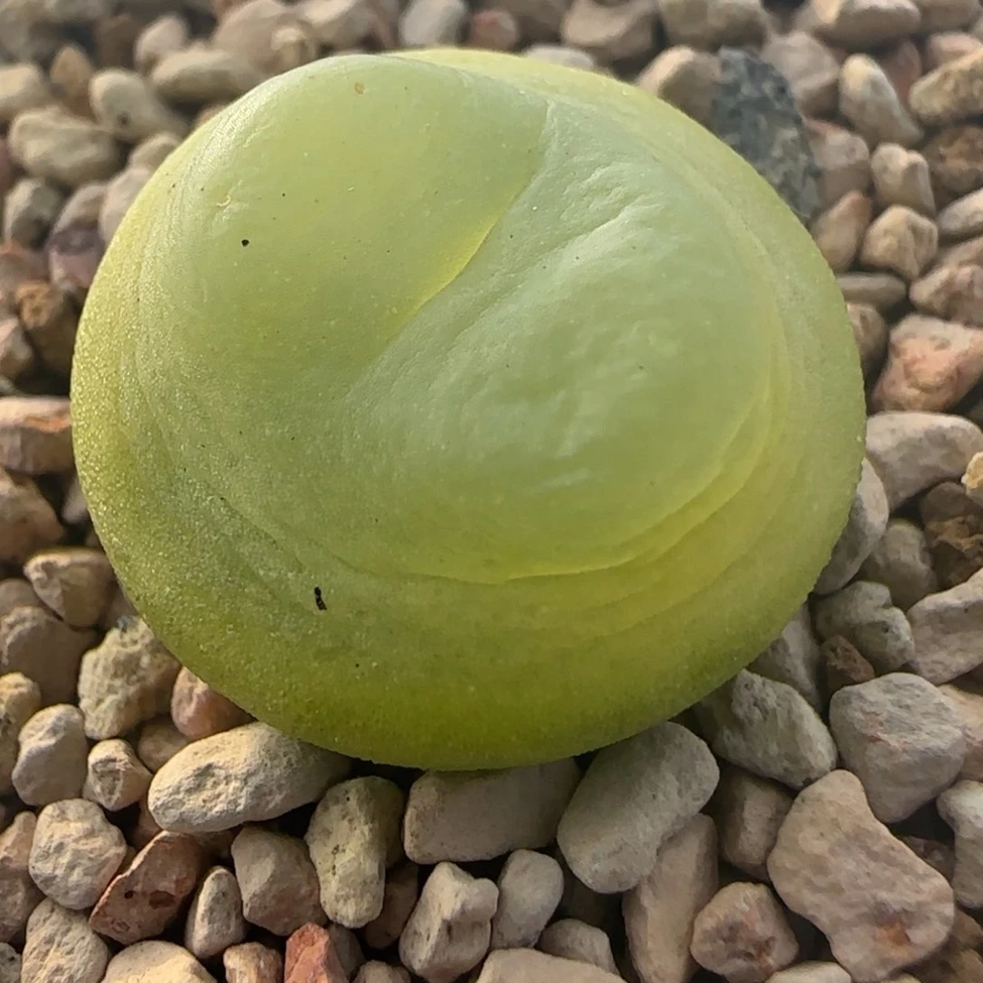 1.27多肉拉登2.1一群59号