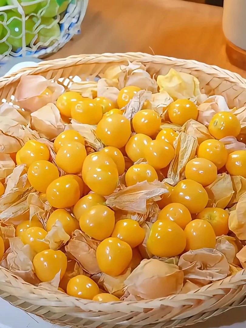 东北黑土地菇娘果新鲜采摘