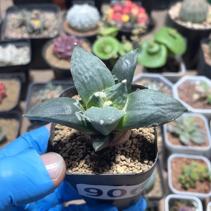 906实生龙牙牡丹