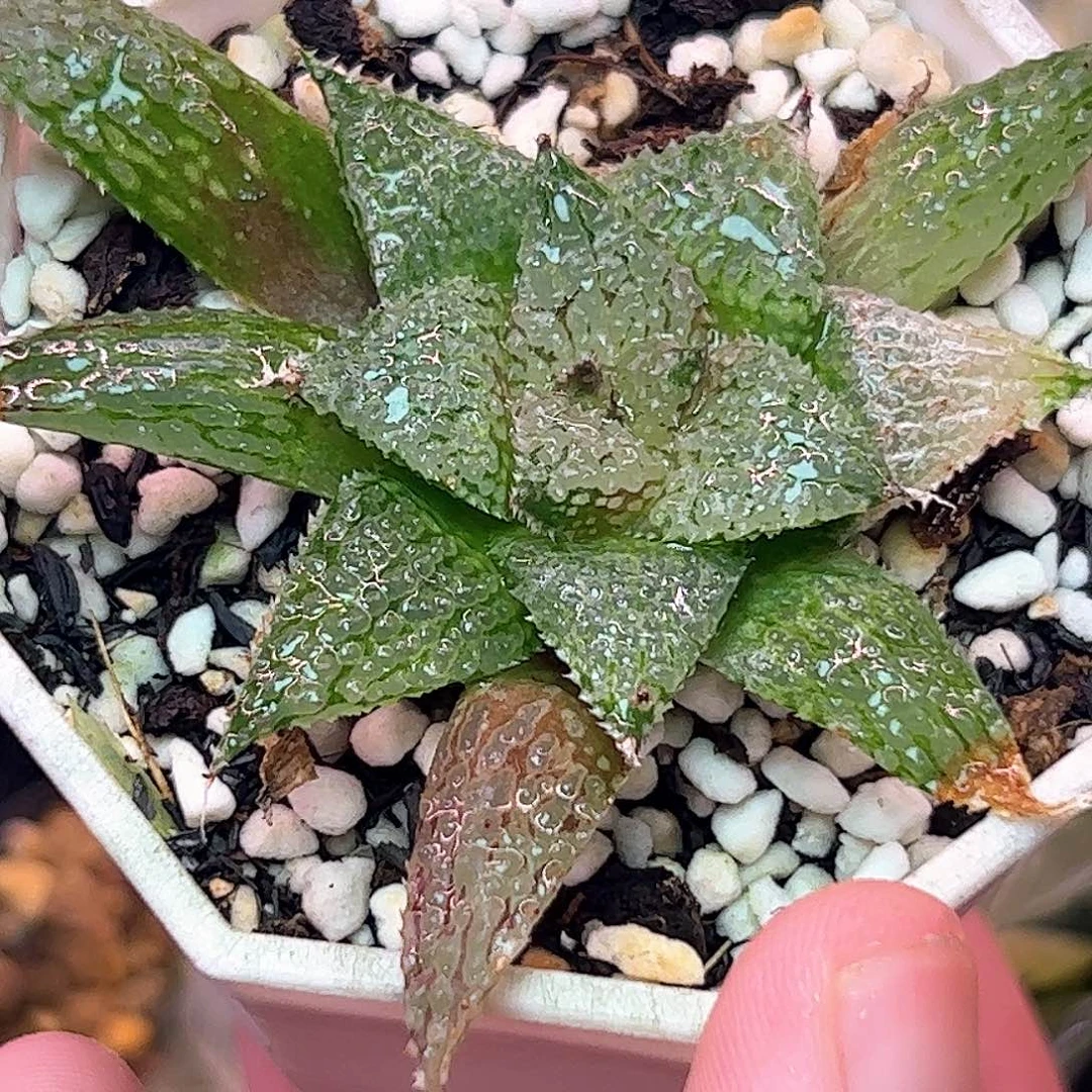 莫瑞莎十二卷多肉植物