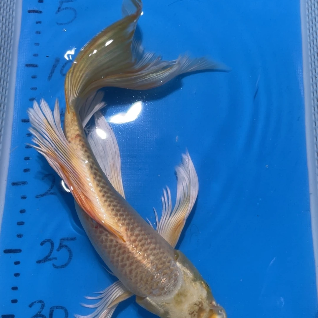 锦鲤锦鲤包邮包售后