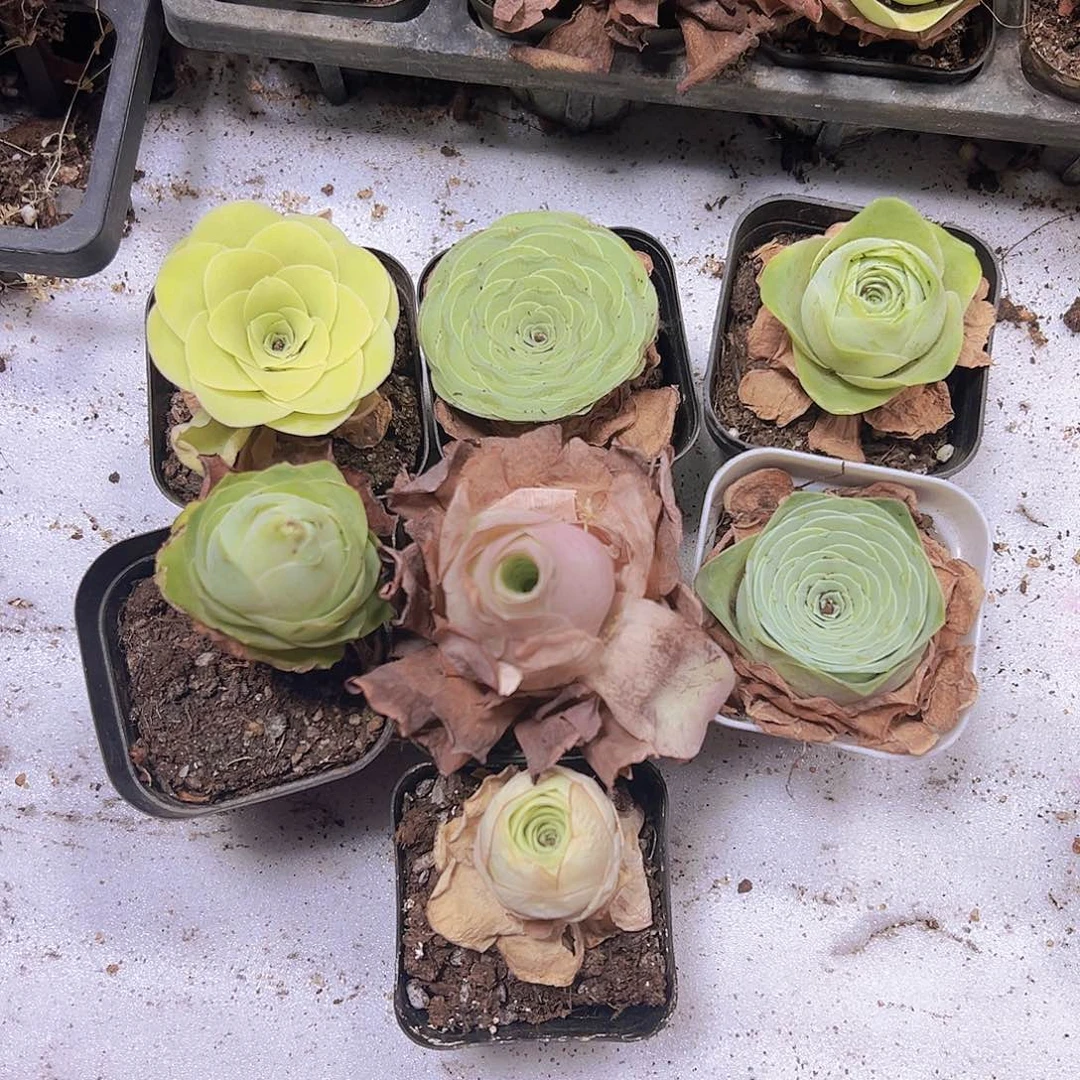 水蜜桃组合7盆带盆带土