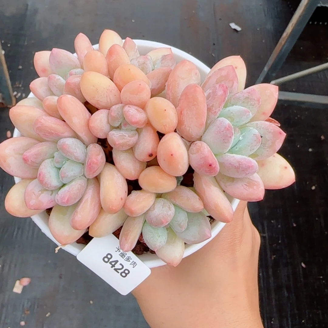 香水无砍，8428多肉植物
