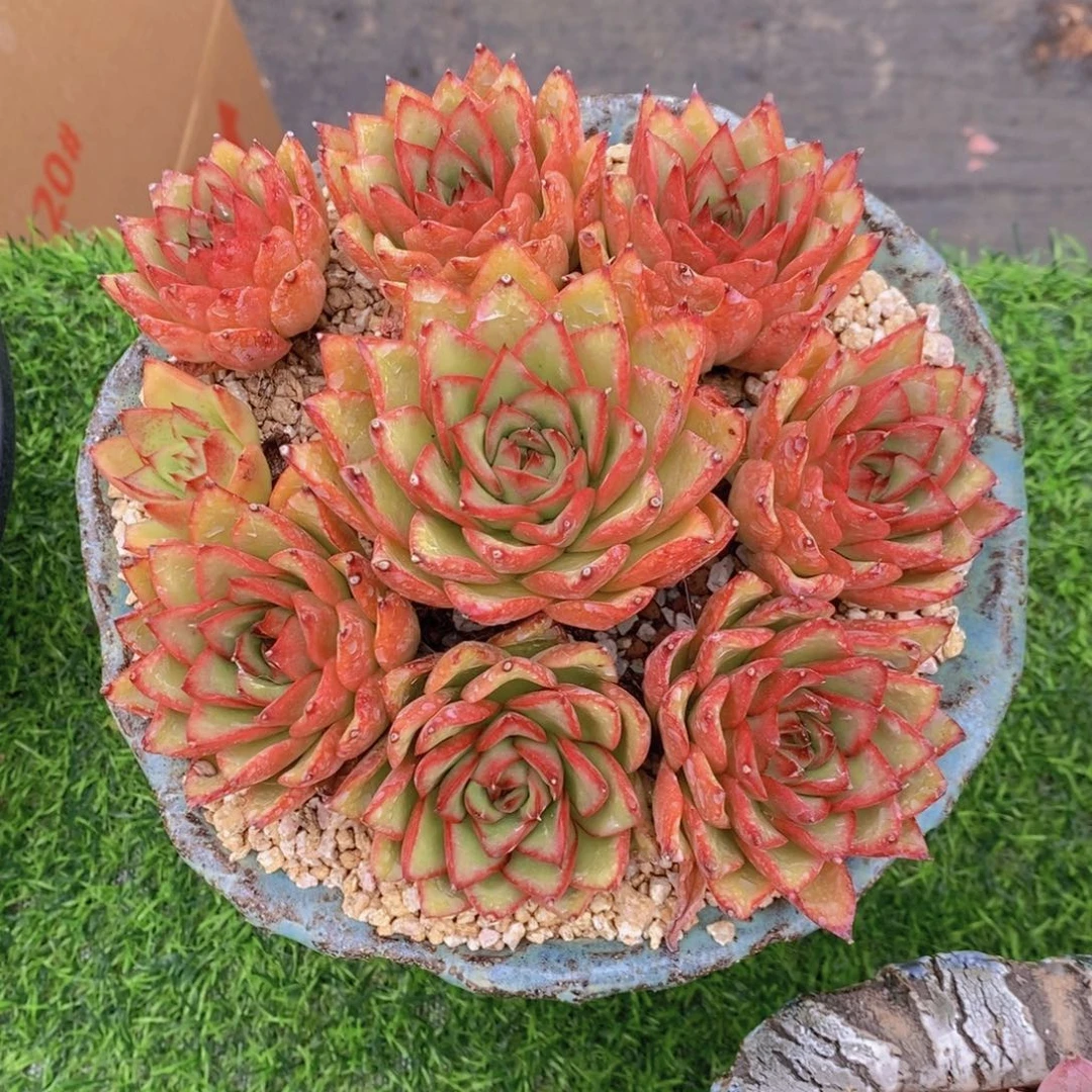 多肉植物 一物一拍。