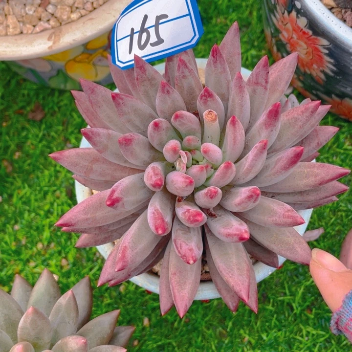 谢谢你的支持000000165