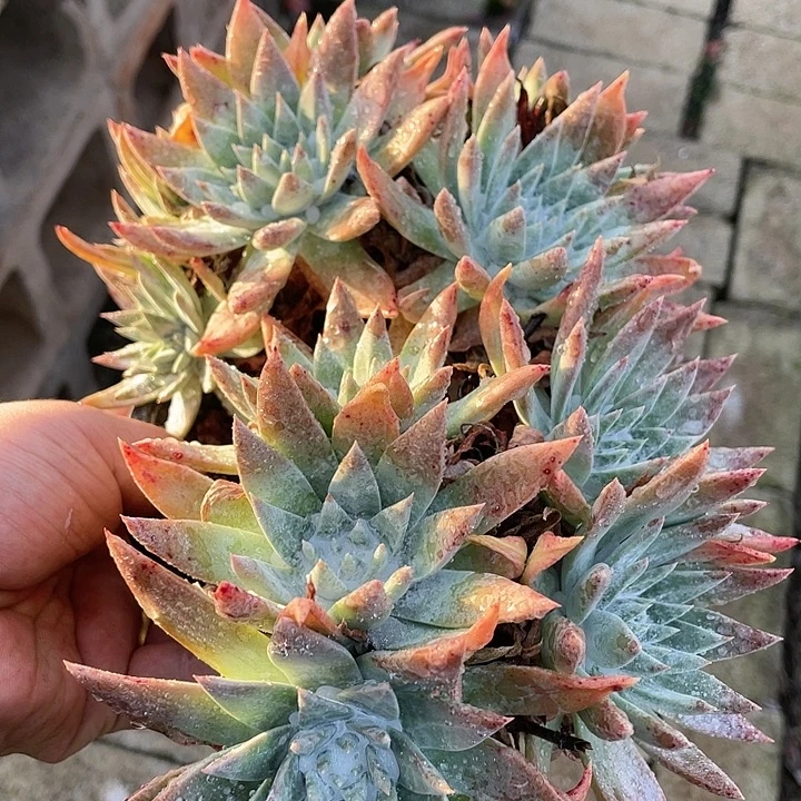 大叶白雪粗桩福利