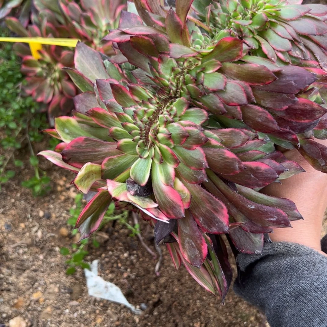 115烟花缀多肉植物一